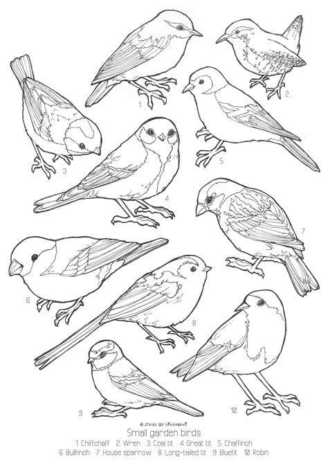 Small Garden Birds Uk Colouring Page Digital Download Print Etsy Uk