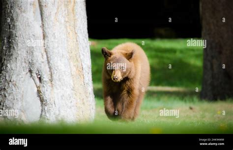 Black Bear Cub Stock Photo Alamy