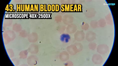 43 Human Blood Smear Microscope 40x 2500x Youtube