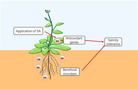 Ijms Free Full Text Emerging Roles Of Salicylic Acid In Plant