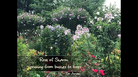 The prune slipped out of his hand and shot across the room. Rose of Sharon - pruning from bushes to trees - YouTube