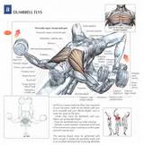 Photos of Muscle Exercise Anatomy