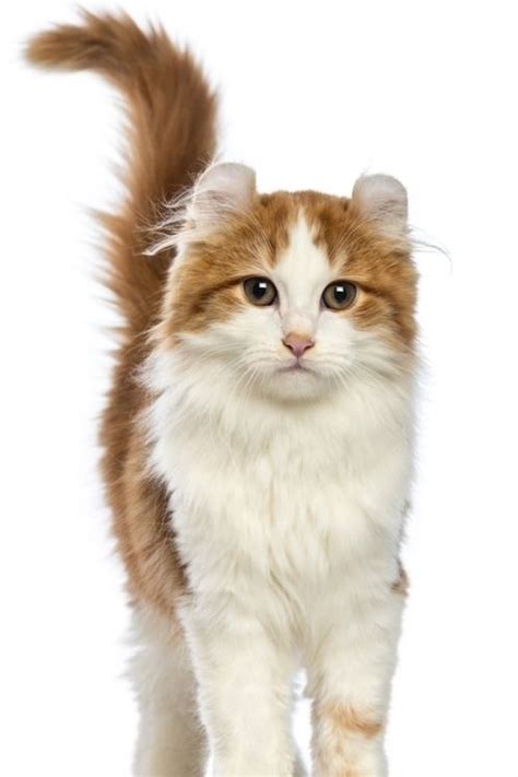 An Orange And White Cat Standing On A White Background With Its Tail In