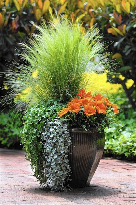 30 Plant Combination Ideas For Container Gardens Plant
