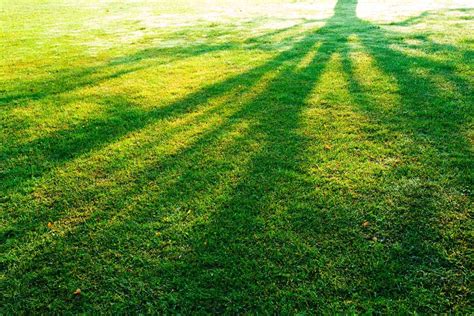 Whats The Best Grass For Shade In Texas
