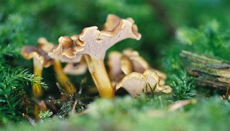 Edible Mushroom Identification Garden Guides