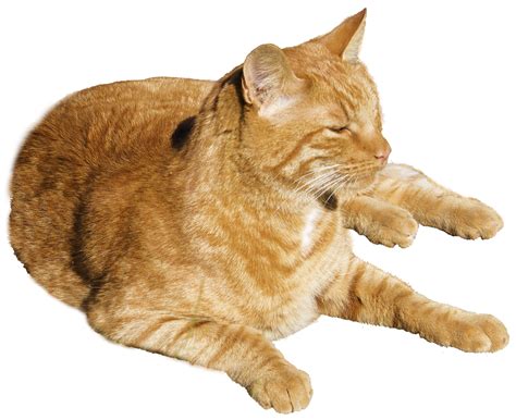 Cat Png Image For Free Download