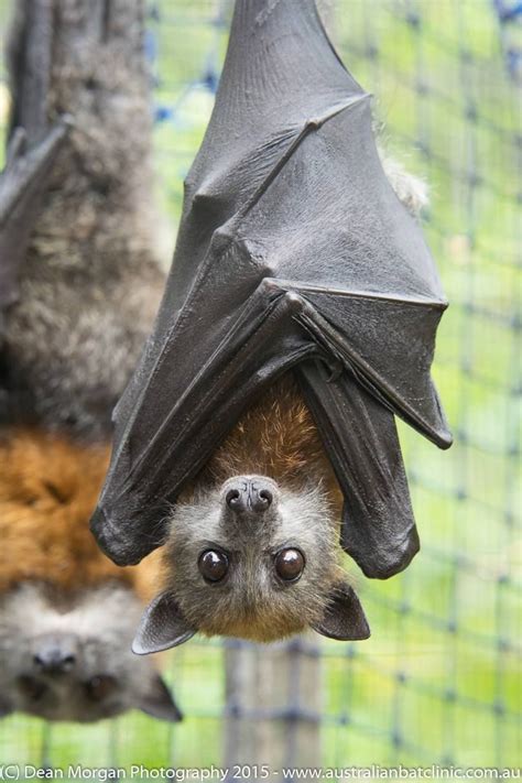Austrailan Grey Headed Flying Fox In Rehab Wild Animals Pictures