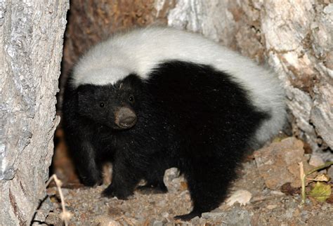 American Hog Nosed Skunk Mammals Of Colorado · Inaturalist