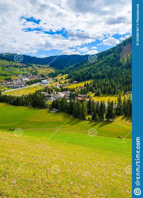 Crocus Flowers On Meadow And View Of Alpine Village On Sunny Day
