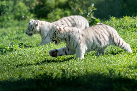 Dos Cr As De Tigre Blanco Nacen En El Parque Sendaviva Navarra