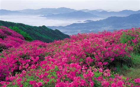 Bright Pink Flowers In The Mountains Hd Desktop Wallpaper Widescreen