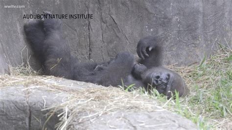 Endangered Baby Gorilla Dies Six Days After Birth At Audubon Zoo Youtube
