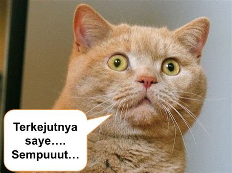 Pressreader koleksiviral channel gambar kucing comel dan. ivanildosantos: gambar kucing