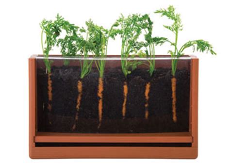 All plants don't do well sitting with their roots in just water….. Vegetable Root Viewer - MTA Catalogue