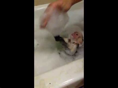 See more ideas about capuchin monkey, capuchin monkey pet, baby monkey. Capuchin monkey bubble bath - YouTube