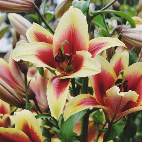 Fragrant And Colorful Orienpet Lily Bulbs For Sale Online Flavia Easy