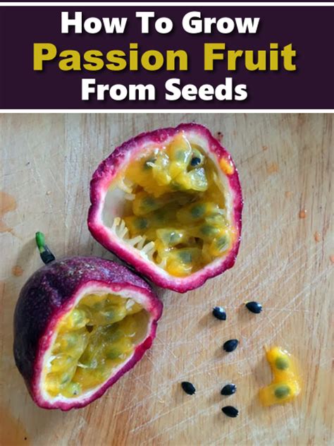 How To Grow Passion Fruit From Seed
