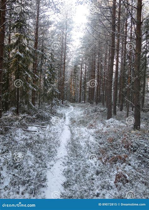 Path In Snowy Forest 2 Stock Image Image Of Hope Nature 89072815