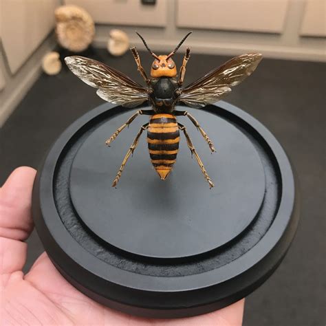 Giant Asiangiant Japanese Hornet Mounted In A Dome Available At Natur