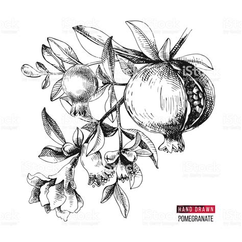 Hand Drawn Pomegranate Branch With Flowers And Fruits Vector