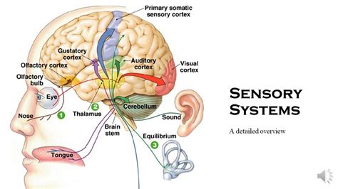 Sensory Systems Auditory Visual Somatosensory Gustoatory Olfactory