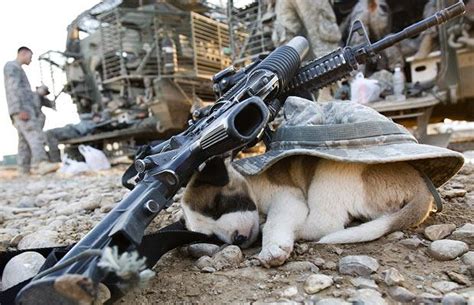 Get the puppies with guns calendar. Gun Dog - The Firearm BlogThe Firearm Blog