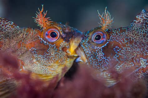 See The Winners Of The 2018 Underwater Photographer Of The Year Awards