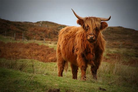 Highland Cow Wallpapers Wallpaper Cave