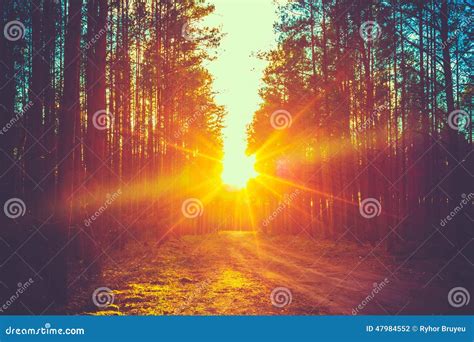 Forest Road Sunset Sunbeams Stock Photo Image Of Journey Bright