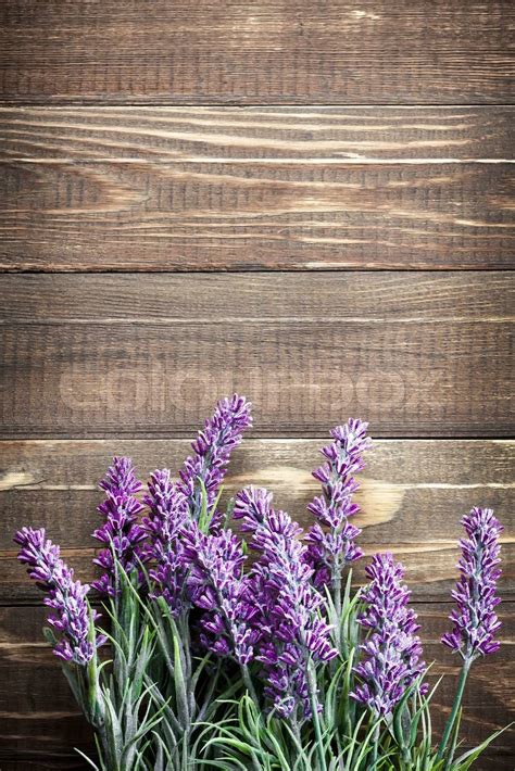 Lavender Stock Image Colourbox