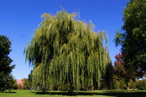 Fastest Growing Trees For Nj Landscapes Trees Unlimited