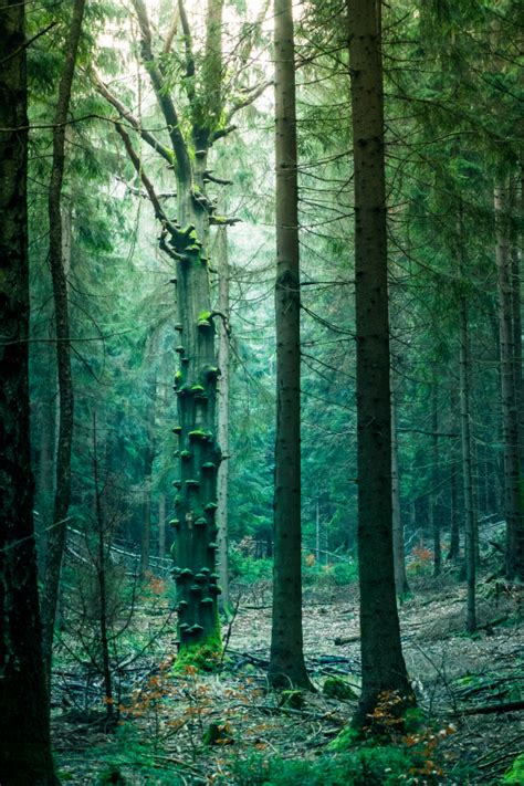 Tulipnight Mysthischer Wald By Philipp Zieger Jardines Secretos