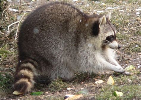 Picture 9 Of 9 Raccoon Procyon Lotor Pictures And Images Animals