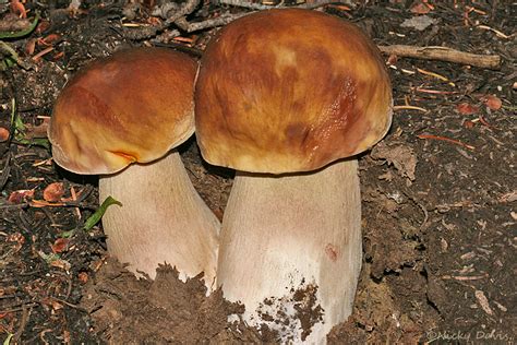 Wild Utah Photos Of Plants Mushrooms King Bolete Boletus Edulis