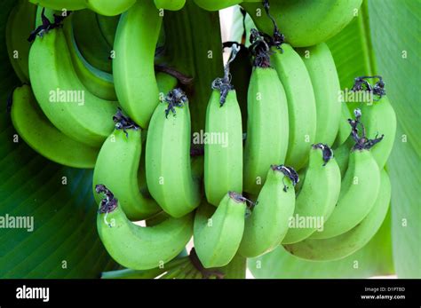 Indian Bananas Hi Res Stock Photography And Images Alamy