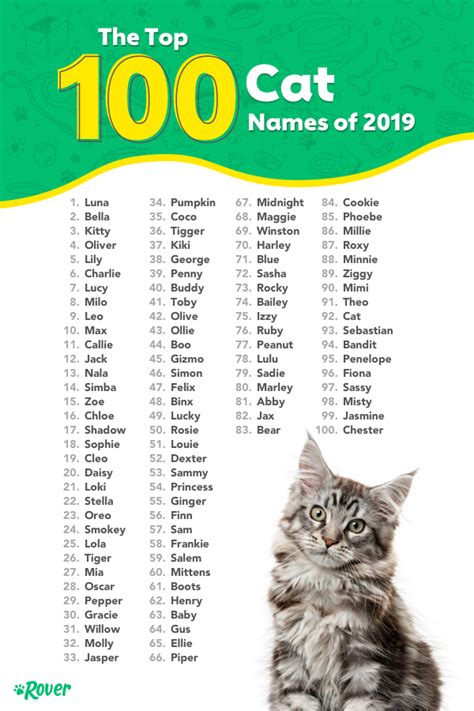 The Most Popular Cat Names Of All Time Rover Cat Names