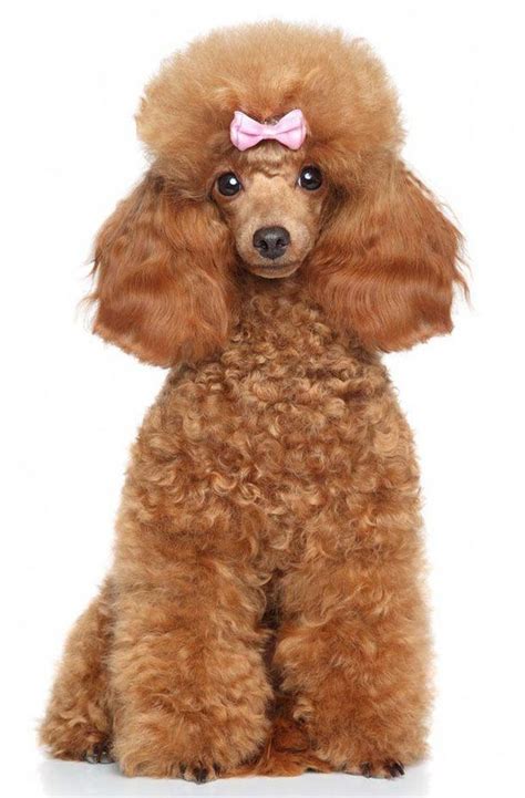 14 Funny Haircuts For Poodles That Will Make Your Day Happy Page 2 Of