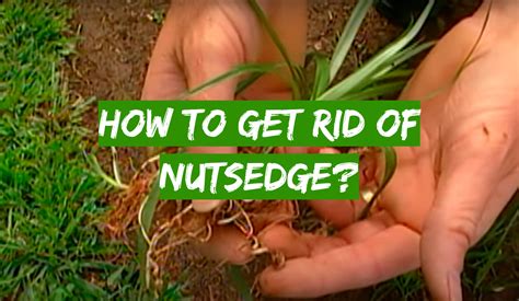 How To Get Rid Of Nutsedge Grass Killer
