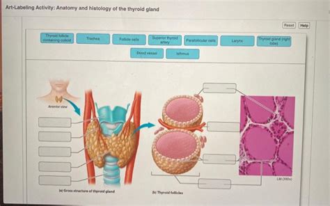 Art Labeling Activity Anatomy And Histology Of The Thyroid Gland