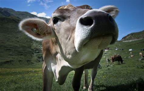 Download Animal Cow Hd Wallpaper