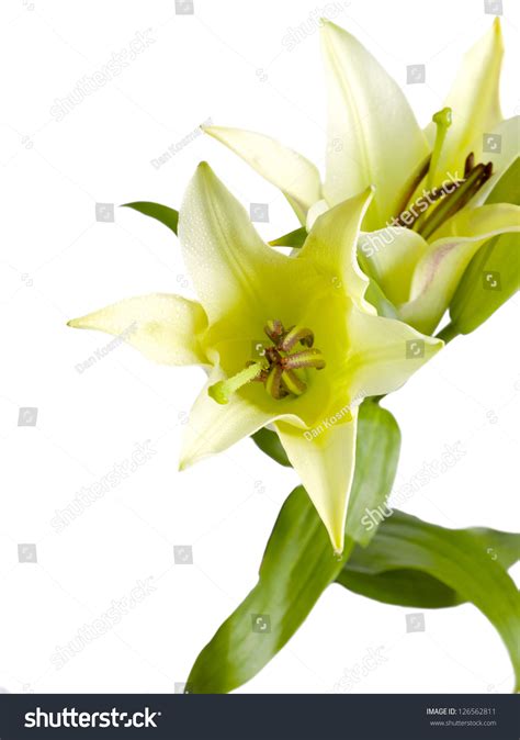 Portrait Yellow Stargazer Lilies Against White Stock Photo 126562811