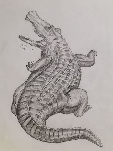 Crocodile Crocs Sketches Illustration Art Drawings Art Background