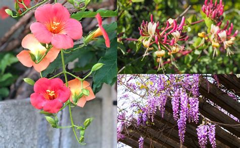 25 Best Climbing Plants And Flowering Vines 2022