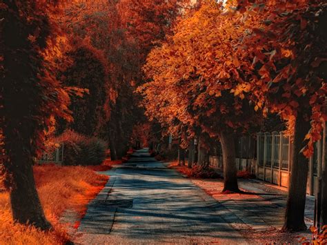 Autumn Trees Road Red Leaves Grass 1080x1920 Iphone 8766s Plus