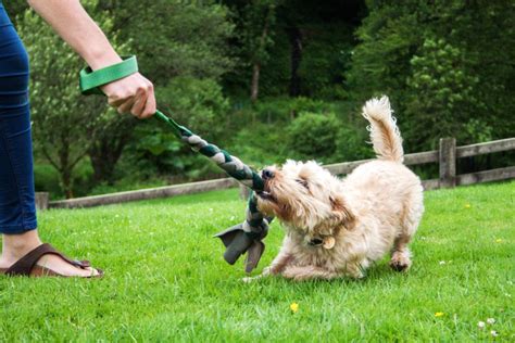 Make The Most Of Summer With Fun Dog Activities