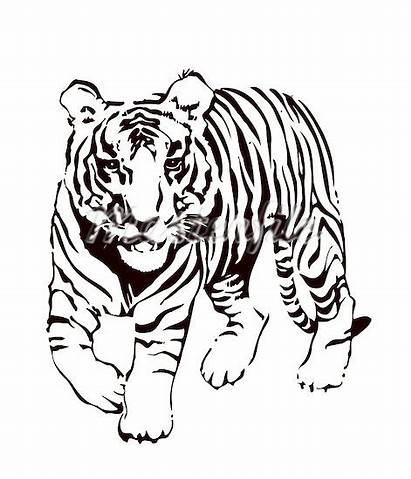 Tiger Clipart Clip Outline Face Bengal Drawing