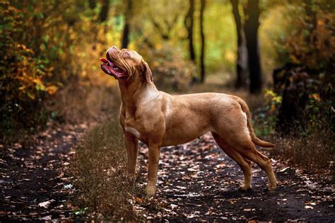 A Guide To Caring For A French Mastiff Puppy Breedexpert