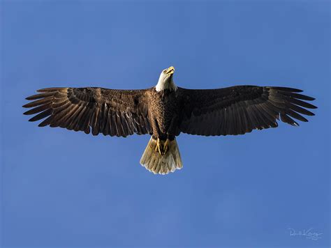Spread Eagle Photograph By Ronald Kotinsky Fine Art America