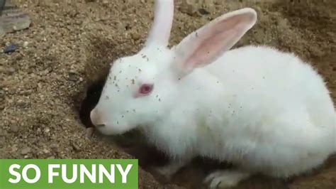 Rabbit Digging Deep Burrow Reverses Out When Called Youtube